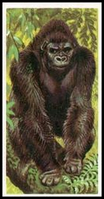 73BBAWL 1 Gorilla.jpg